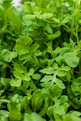 Green sallad in garden at summer.