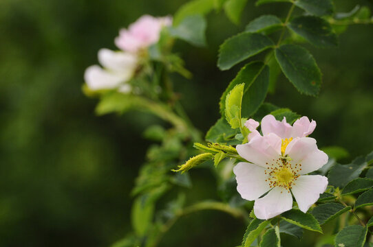 Close-up of dog rose (Rosa canina) in early summer, Upper Palatinate, Bavaria, Germany