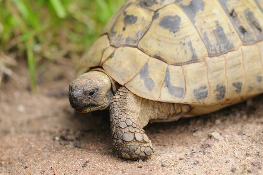 Hermann's tortoise (Testudo hermanni boettgeri) walking around on the floor, Bavaria, Germany.
