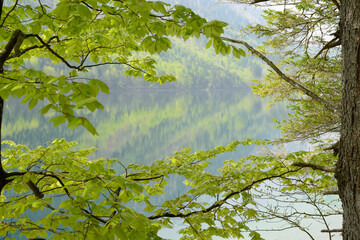 Spring Foliage of Common Beech (Fagus sylvatica) Tree over Langbathsee, Austria
