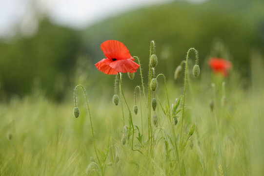Close-up of a corn poppy (Papaver rhoeas) in a barley field in spring, Bavaria, Germany