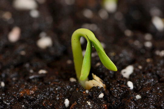 Close-up of a Sunflower (Helianthus annuus) seedling in soil in spring, Upper Palatinate, Bavaria, Germany.