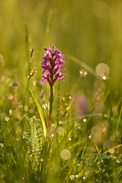 Close-up of a western marsh orchid (Dactylorhiza majalis) blossom in a moor in spring, Bavaria, Germany