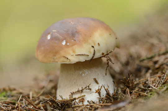 Close-up of Penny Bun (Boletus edulis) in Forest, Bavaria, Germany
