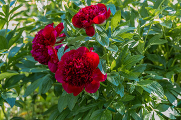 Peonies Red Sharm flowers in garden