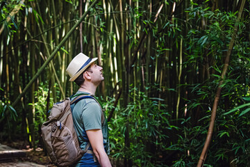 Naklejka na ściany i meble Man enjoying nature in beautiful green forest with bamboo trees