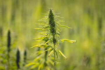 Gros plan sur du cannabis 