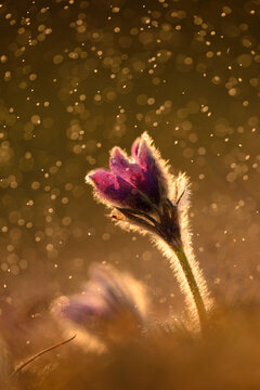Pulsatilla (Pulsatilla vulgaris) Bloom in Grassland on Rainy Evening in Early Spring, Upper Palatinate, Bavaria, Germany
