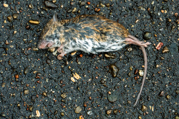 A dead rat or mouse is lying on a wet sidewalk. Problems in the city with rodents. Methods of combating vectors of pathogens and diseases.