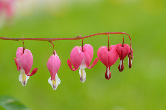 Close-up of Bleeding Heart (Lamprocapnos spectabilis) Blossoms in Garden in Spring, Styria, Austria