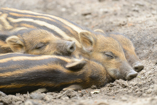 Close-up of Wild boar or wild pig (Sus scrofa) piglets in a forest in early summer, Wildlife Park Old Pheasant, Hesse, Germany