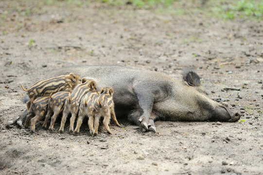 Close-up of Wild boar or wild pig (Sus scrofa) piglets with their mother in a forest in early summer, Wildlife Park Old Pheasant, Hesse, Germany