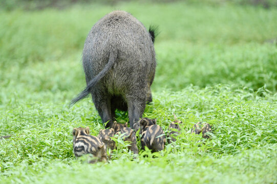 Close-up of a Wild boar or wild pig (Sus scrofa) mother with her piglets in a swamp in early summer, Wildpark Alte Fasanerie Hanau, Hesse, Germany