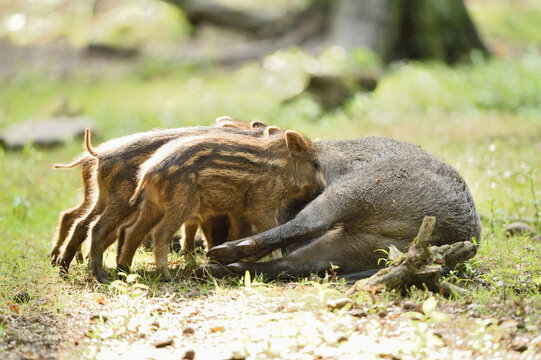 Close-up of Wild boar or wild pig (Sus scrofa) piglets with their mother in a forest in early summer, Wildpark Alte Fasanerie Hanau, Hesse, Germany