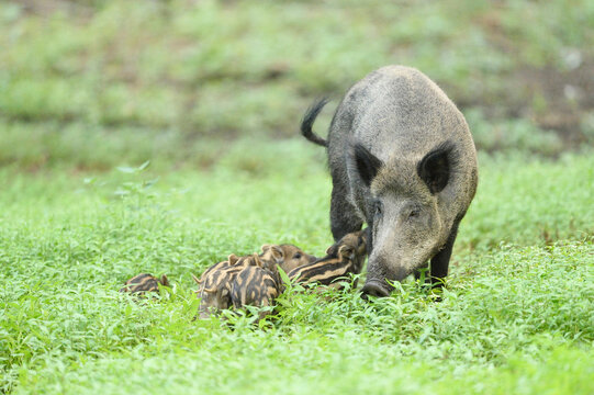 Close-up of a Wild boar or wild pig (Sus scrofa) mother with her piglets in a swamp in early summer, Wildpark Alte Fasanerie Hanau, Hesse, Germany