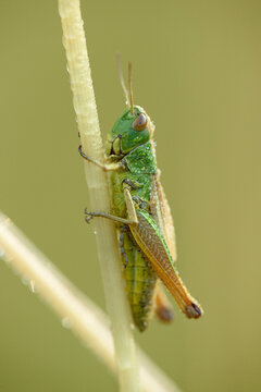 Close-up of Meadow Grasshopper (Chorthippus parallelus) on Stalk of Grass in Meadow in Early Summer, Bavaria, Germany