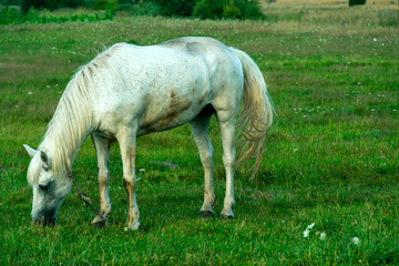 A white horse in a pasture eats green grass. A horse walks on a green meadow during sunset. Livestock farm, meat and milk production.