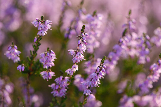Close-up of common heather (Calluna vulgaris) in autumn, Upper Palatinate, Bavaria, Germany