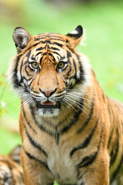 Close-up of Sumatran Tiger (Panthera tigris sumatrae) on Meadow in Summer, Zoo Augsburg, Swabia, Bavaria, Germany