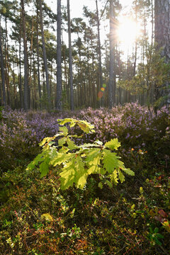 English Oak (Quercus pedunculata) Sapling and Common Heather (Calluna vulgaris) in Scots Pine Forest, Bavaria, Germany