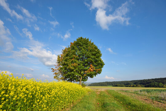Landscape of trees next to a canola (Brassica napus) field in early autumn, Upper Palatinate, Bavaria, Germany