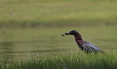 green heron at lake