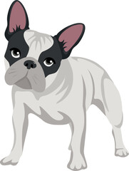 White french bulldog with a black mask on his muzzle standing