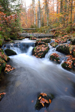 Landscape of a river (Kleine Ohe) flowing through the forest in autumn, Bavarian Forest National Park, Bavaria, Germany