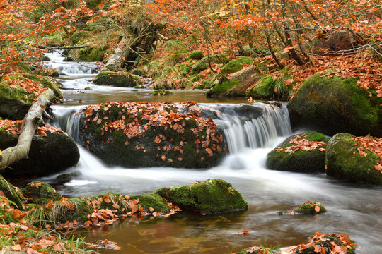 Landscape of a river (Kleine Ohe) flowing through the forest in autumn, Bavarian Forest National Park, Bavaria, Germany
