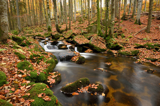 Landscape of a river (Kleine Ohe) flowing through the forest in autumn, Bavarian Forest National Park, Bavaria, Germany