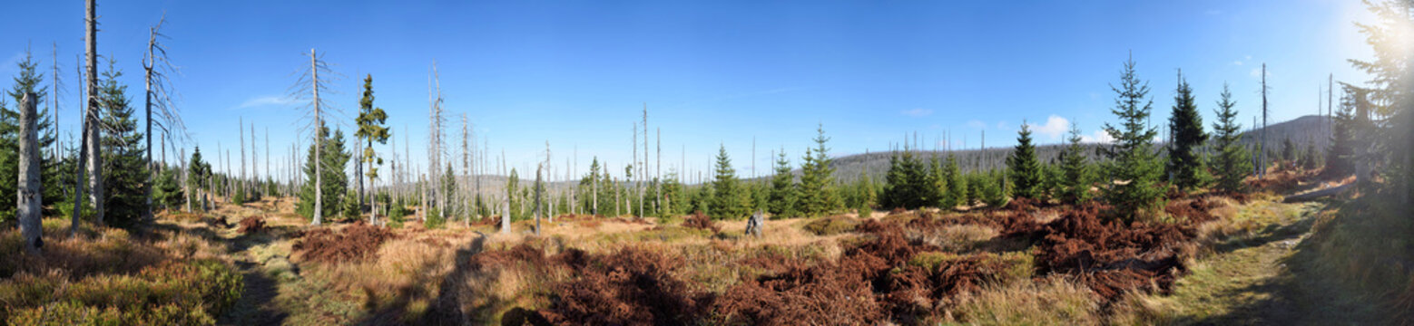 Landscape of dead Norway spruce (Picea abies) forest killed by bark beetle (Scolytidae), Bavarian Forest National Park, Bavaria, Germany