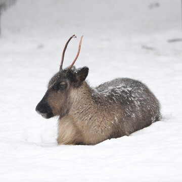 Portrait of Reindeer (Rangifer tarandus) in Winter, Germany