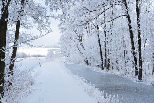 Landscape with Snowy Trail by Frozen Stream and Common Alder (Alnus glutinosa) Trees in Winter, Upper Palatinate, Bavaria, Germany
