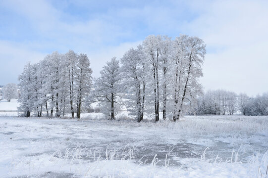Landscape with Frozen Common Alder (Alnus glutinosa) Trees in Winter, Upper Palatinate, Bavaria, Germany