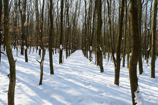 Landscape of Snowy Young Broadleaf Forest in Winter, Upper Palatinate, Bavaria, Germany