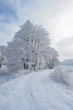 Landscape with Snowy Path beside Frozen Common Alder (Alnus glutinosa) Trees in Winter, Upper Palatinate, Bavaria, Germany