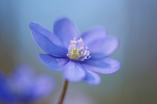 Close-up of a Common Hepatica (Anemone hepatica) flowering in spring, Bavaria, Germany