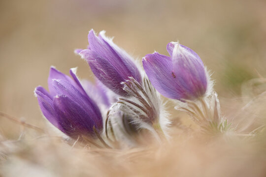 Close-up of a common pasque flower (Pulsatilla vulgaris) flowering in spring, Bavaria, Germany