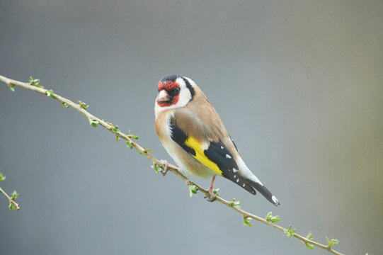 Close-up of European Goldfinch (Carduelis carduelis) in Early Spring, Styria, Austria