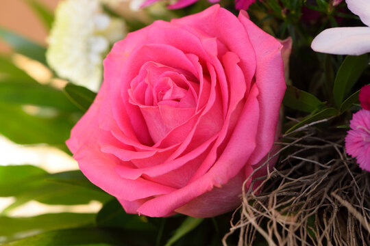 Close-up of a pink rose in a bouquet