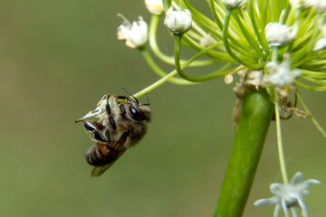 Closeup of a bee hanging on an onion flower.