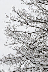 Tree branches with snow against the sky in winter