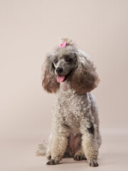 Funny small poodle on a beige background. curly dog in photo studio. Maltese, poodle