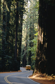 Avenue of Giants, Redwoods, California, USA