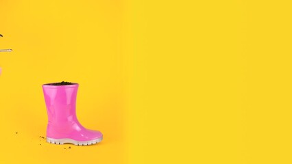 Tulips sprout from a pink rubber boot Stop Motion Yellow background Horizontal frame with place for text on the right