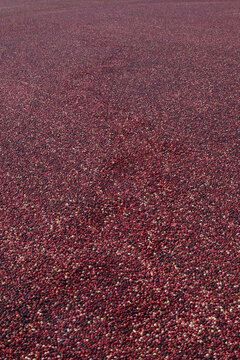 Cranberry Harvest, Pitt Meadows, British Columbia, Canada