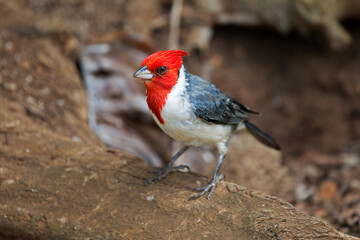 Red Crested Cardinal, Kauai, Hawaii, USA
