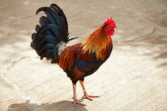 Rooster, Kauai, Hawaii, USA