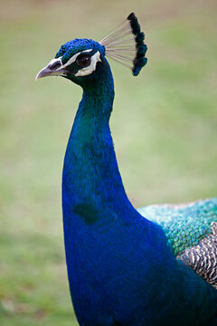 Peacock, Kauai, Hawaii, USA