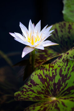 Water Lily, Kauai, Hawaii, USA